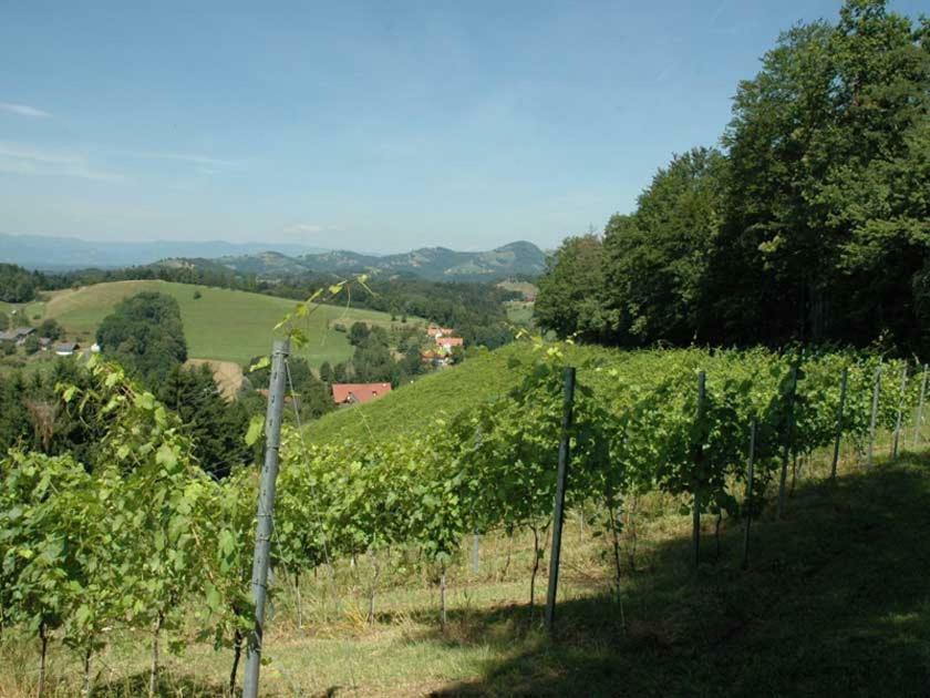 Weingut Schatz Lodge *